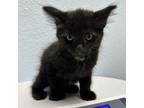 Adopt Dopey a Domestic Short Hair