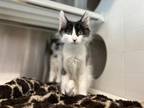 Adopt CANCAN a Domestic Medium Hair