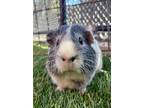 Adopt FLUFFY a Guinea Pig