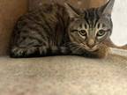 Adopt TNR a Domestic Short Hair