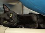 Adopt Boson a Domestic Short Hair