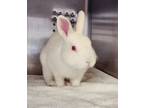 Adopt UNKNOWN a Bunny Rabbit