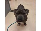 Adopt RAIDER a Pit Bull Terrier, Mixed Breed