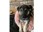 Adopt Chris Traeger a Shepherd, Mixed Breed