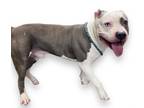 Adopt DECON a Pit Bull Terrier