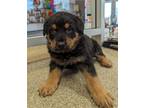 Adopt A202679 a Rottweiler