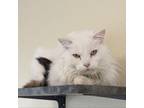 Adopt Poker a Domestic Long Hair