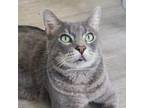 Adopt Brock a Domestic Short Hair