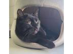 Adopt Pico a Domestic Short Hair