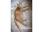 Adopt Jeremiah (FCID# 09/21/2023 - 41 Trainer) a Tabby