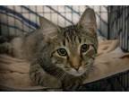 Adopt Bradley (FCID# 04/30/2024 - 62) a Tabby