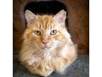 Adopt Theo: DLH (FCID# 04/22/2024 - 11 Trainer) a Domestic Long Hair