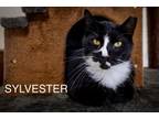 Adopt Sylvester (FCID# 04/15/2024 - 91 Trainer) a Tuxedo