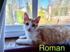Adopt Roman, Willow Grove Area (FCID # 01/17/2024-24) a Tabby
