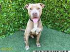 Adopt ARCHIE a Pit Bull Terrier