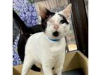 Adopt Johnny a Domestic Short Hair