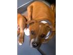 Adopt RAY a American Staffordshire Terrier