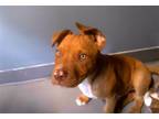 Adopt CLAUDE a American Staffordshire Terrier