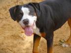 Adopt TOBY a Catahoula Leopard Dog