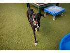 Adopt MARTY DONUT a Labrador Retriever, Great Dane