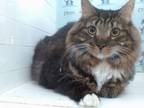 Adopt KOBE a Domestic Short Hair