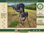 Adopt Gibson a Mixed Breed