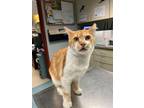 Adopt FLAME a Domestic Short Hair