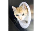 Adopt George a Domestic Short Hair