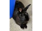 Adopt BENJAMIN BUTTON a Bunny Rabbit