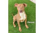 Adopt DENVER a Pit Bull Terrier, Mixed Breed