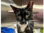 Adopt CRY BABY a Domestic Short Hair