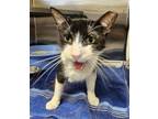 Adopt CRY BABY a Domestic Short Hair