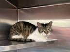 Adopt BILLY BOB a Domestic Short Hair