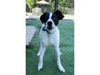 Adopt Wilder a Labrador Retriever, Hound