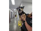 Adopt SARGE a Cardigan Welsh Corgi, Dachshund