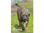 Adopt BLUEY a Mastiff