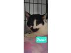 Adopt Oscar a Domestic Short Hair