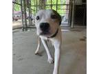 Adopt Saxon 9413 a Mixed Breed