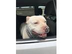 Adopt Ronnie a Pit Bull Terrier, Mixed Breed
