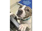 Adopt Westley a Pit Bull Terrier, Mixed Breed