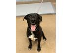 Adopt Marc a Mixed Breed