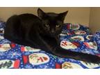 Adopt Frostbite -ADOPTED! a Domestic Short Hair