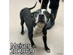 Adopt MEISER a Mixed Breed