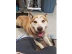 Adopt Thunder a Husky