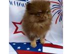 Pomeranian Puppy for sale in Chesapeake, VA, USA