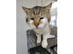 Adopt Marve a Domestic Short Hair