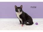 Adopt Puzzle a Domestic Short Hair