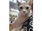 Adopt Mouseketeer a Domestic Short Hair