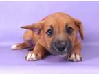 Adopt Jasper a Boxer, Labrador Retriever