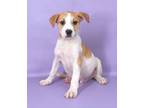 Adopt Jameson a Boxer, Labrador Retriever